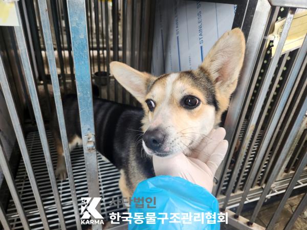한국동물구조관리협회_441406202500163